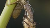 Schlüpfende Vierflecklibelle