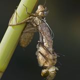 Schlüpfende Vierflecklibelle