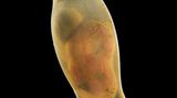 Katzenhai-Embryo in Eikapsel