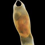 Katzenhai-Embryo in Eikapsel