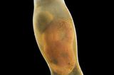 Katzenhai-Embryo in Eikapsel