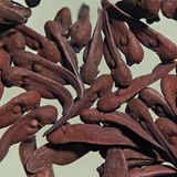 Kaulquappen im Schwarm