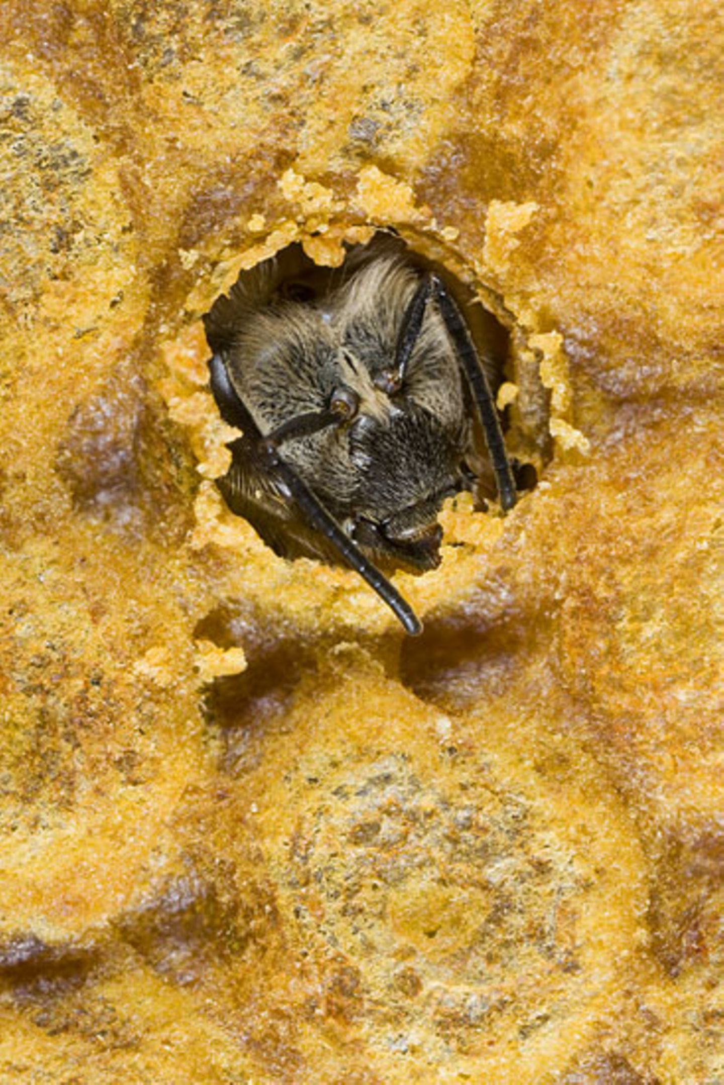 Honigbiene in Brutzelle