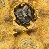 Honigbiene in Brutzelle