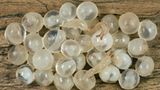 Eier der Ackerschnecke