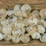 Eier der Ackerschnecke