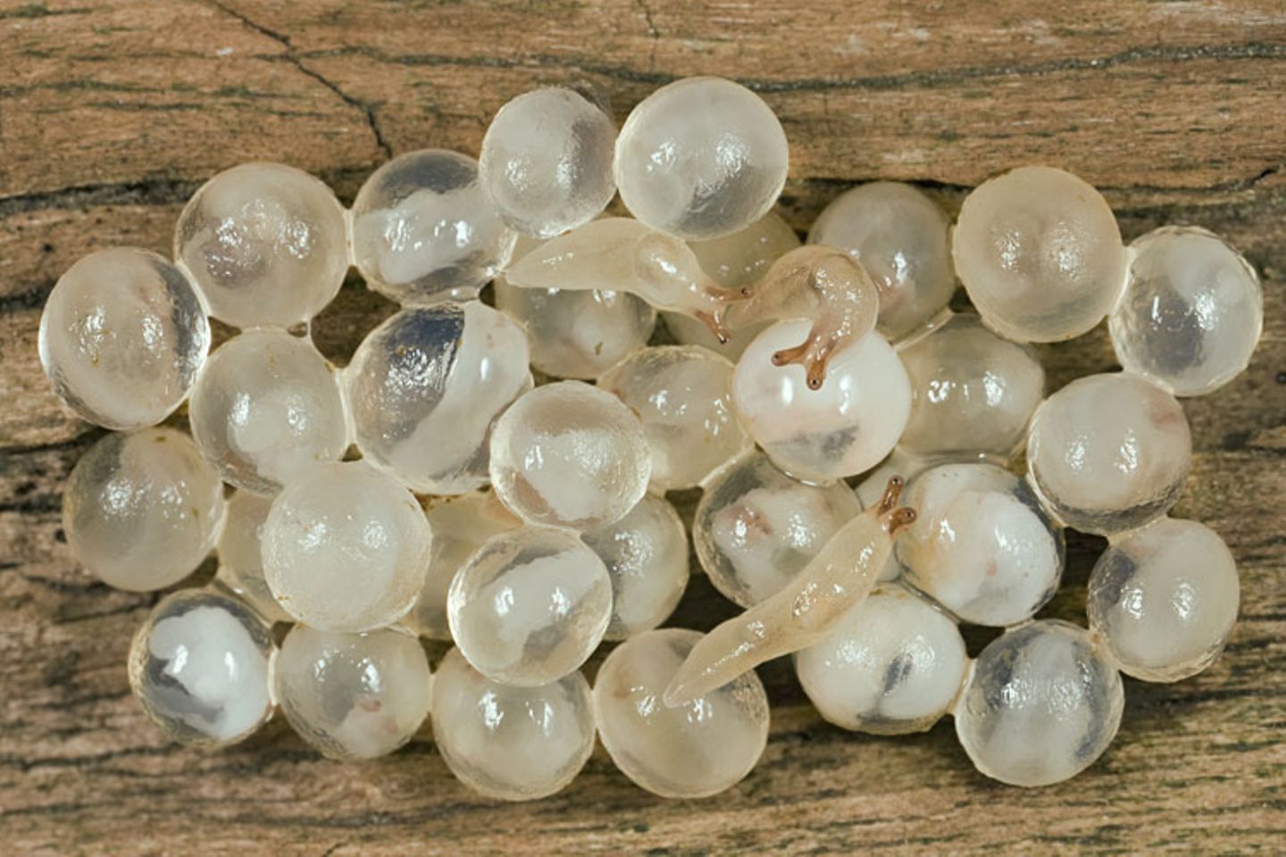 Eier der Ackerschnecke Eier der Ackerschnecke