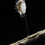 Larve der Florfliege