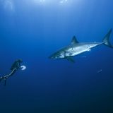 Filmtipp: Unsere Ozeane