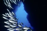 Filmtipp: Unsere Ozeane - Bild 2