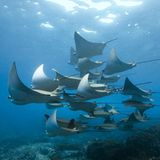 Filmtipp: Unsere Ozeane - Bild 4