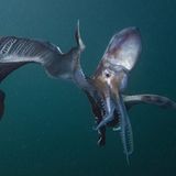 Filmtipp: Unsere Ozeane - Bild 5