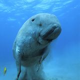 Filmtipp: Unsere Ozeane - Bild 6