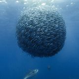 Filmtipp: Unsere Ozeane - Bild 7