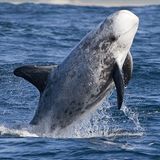 Filmtipp: Unsere Ozeane - Bild 10