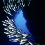 Kinofilme: Unsere Ozeane - Bild 3