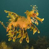 Kinofilme: Unsere Ozeane - Bild 4