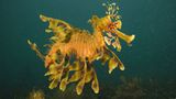 Kinofilme: Unsere Ozeane - Bild 4