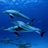 Kinofilme: Unsere Ozeane - Bild 9