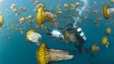 Kinofilme: Unsere Ozeane - Bild 10