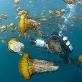 Kinofilme: Unsere Ozeane - Bild 10