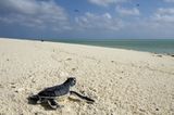 Kinofilme: Unsere Ozeane - Bild 12