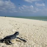 Kinofilme: Unsere Ozeane - Bild 12