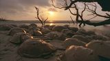 Kinofilme: Unsere Ozeane - Bild 13