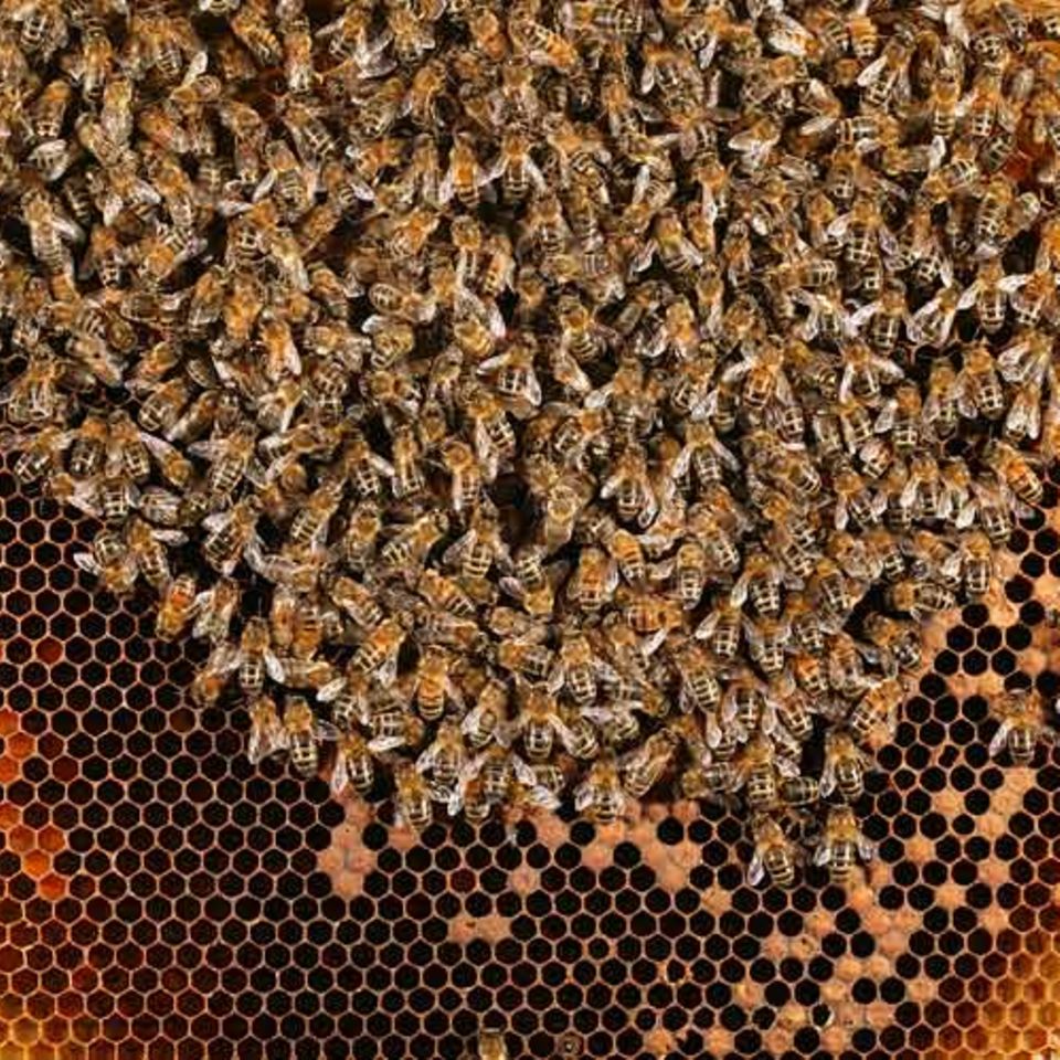 Bienensterben: Ausflug ohne Wiederkehr