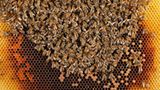 Bienensterben: Ausflug ohne Wiederkehr