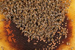 Bienensterben: Ausflug ohne Wiederkehr