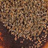 Bienensterben: Ausflug ohne Wiederkehr