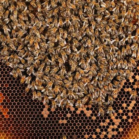 Bienensterben: Ausflug ohne Wiederkehr