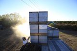 Bienensterben: Ausflug ohne Wiederkehr - Bild 2