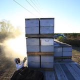 Bienensterben: Ausflug ohne Wiederkehr - Bild 2