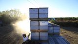 Bienensterben: Ausflug ohne Wiederkehr - Bild 2