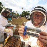 Bienensterben: Ausflug ohne Wiederkehr - Bild 3