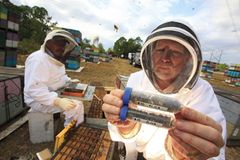 Bienensterben: Ausflug ohne Wiederkehr - Bild 3