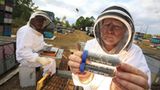 Bienensterben: Ausflug ohne Wiederkehr - Bild 3