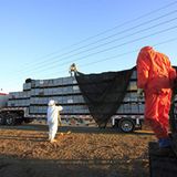 Bienensterben: Ausflug ohne Wiederkehr - Bild 4