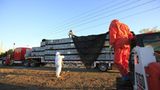 Bienensterben: Ausflug ohne Wiederkehr - Bild 4