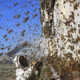 Bienensterben: Ausflug ohne Wiederkehr - Bild 6