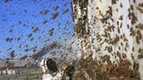 Bienensterben: Ausflug ohne Wiederkehr - Bild 6