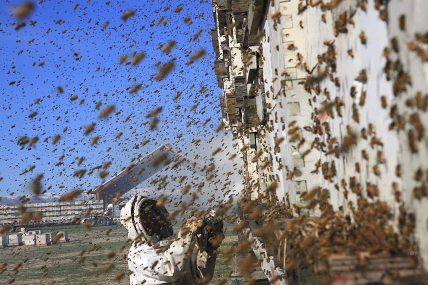 Bienensterben: Ausflug ohne Wiederkehr - Bild 6