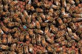 Bienensterben: Ausflug ohne Wiederkehr - Bild 7