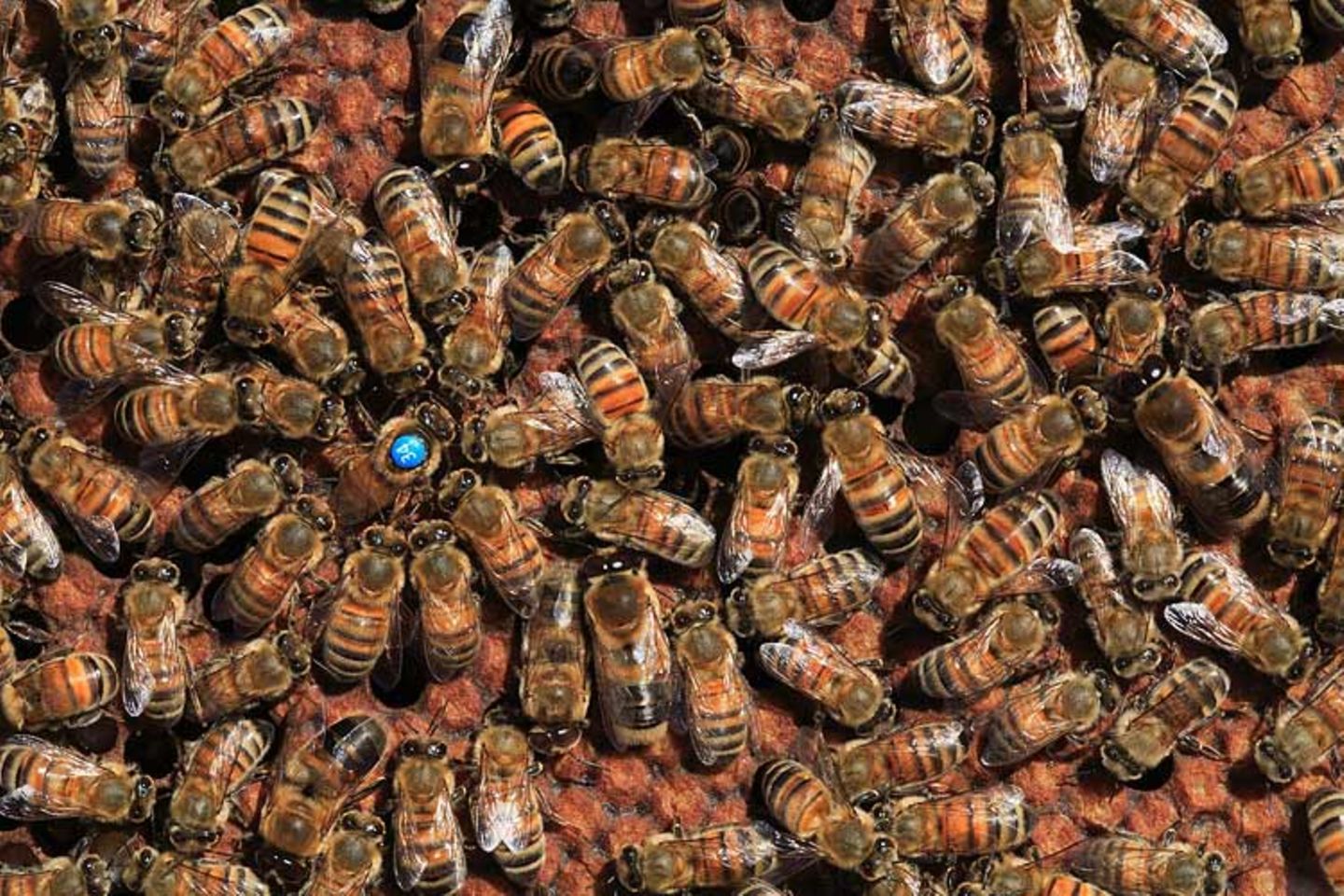 Bienensterben: Ausflug ohne Wiederkehr - Bild 7