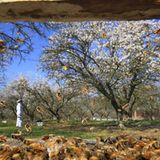 Bienensterben: Ausflug ohne Wiederkehr - Bild 8