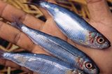 Philippinen: Leben mit Taifunen - Bild 4