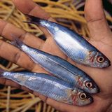 Philippinen: Leben mit Taifunen - Bild 4