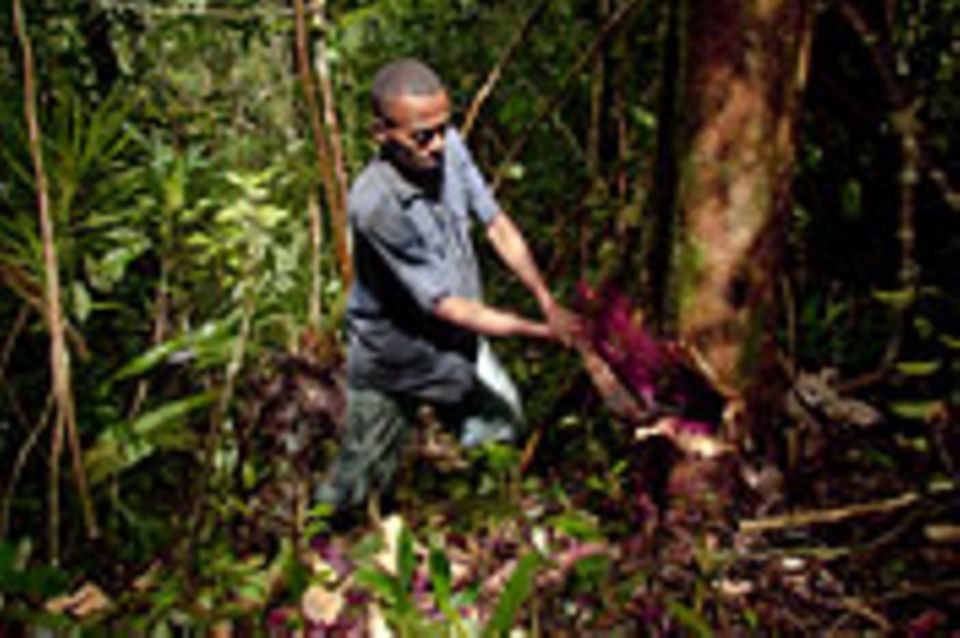 Illegaler Holzhandel: Raubbau am Regenwald